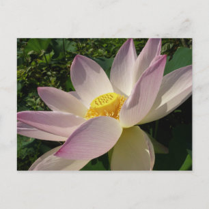 Rosa Lotus Flower III, sommartid, Blommigt Vykort