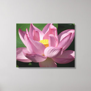 Rosa Lotus Flower IV Canvastryck
