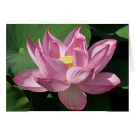 Rosa Lotus Flower IV Hälsningskort