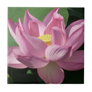 Rosa Lotus Flower IV Kakelplatta