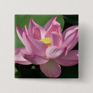Rosa Lotus Flower IV Knapp