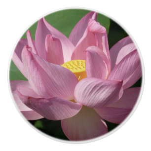 Rosa Lotus Flower IV Knopp