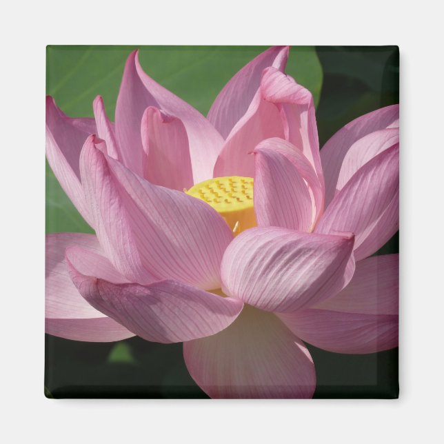 Rosa Lotus Flower IV Magnet (Framsidan)
