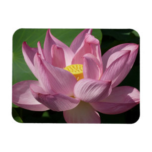 Rosa Lotus Flower IV Magnet
