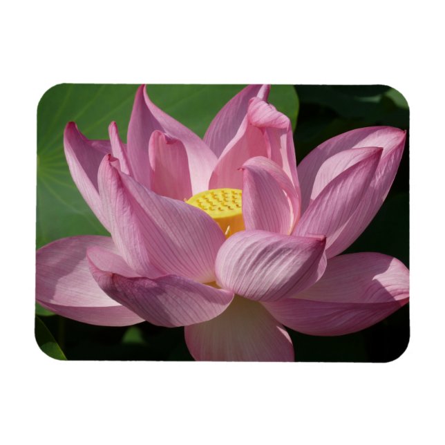 Rosa Lotus Flower IV Magnet (Horisontell)