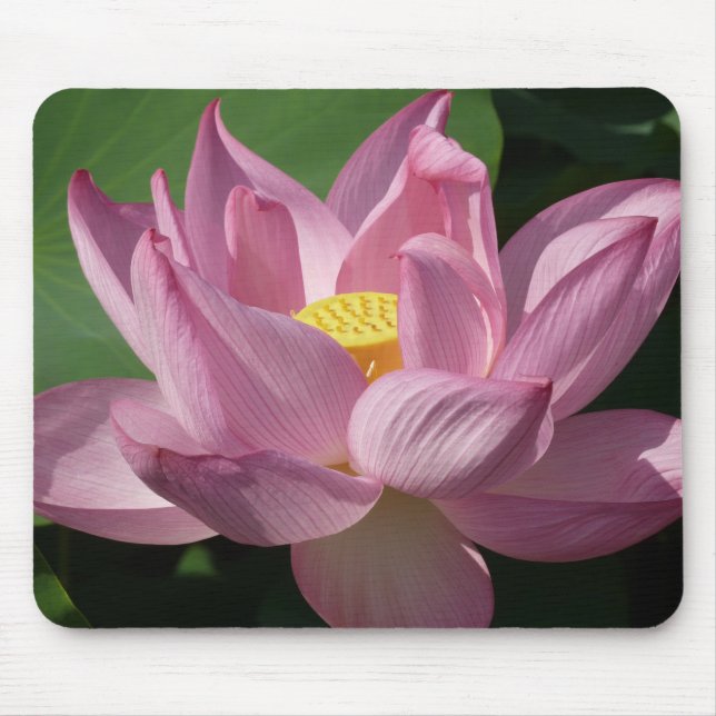 Rosa Lotus Flower IV Musmatta (Framsidan)