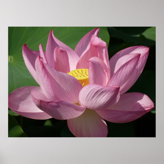 Rosa Lotus Flower IV Poster (Framsidan)