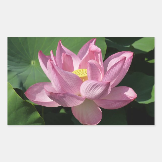 Rosa Lotus Flower IV Rektangulärt Klistermärke (Framsida)
