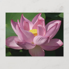 Rosa Lotus Flower IV Vykort