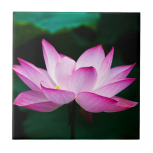 Rosa Lotus Flower Kakelplatta