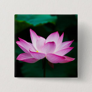Rosa Lotus Flower Knapp