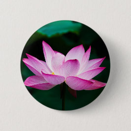Rosa Lotus Flower Knapp