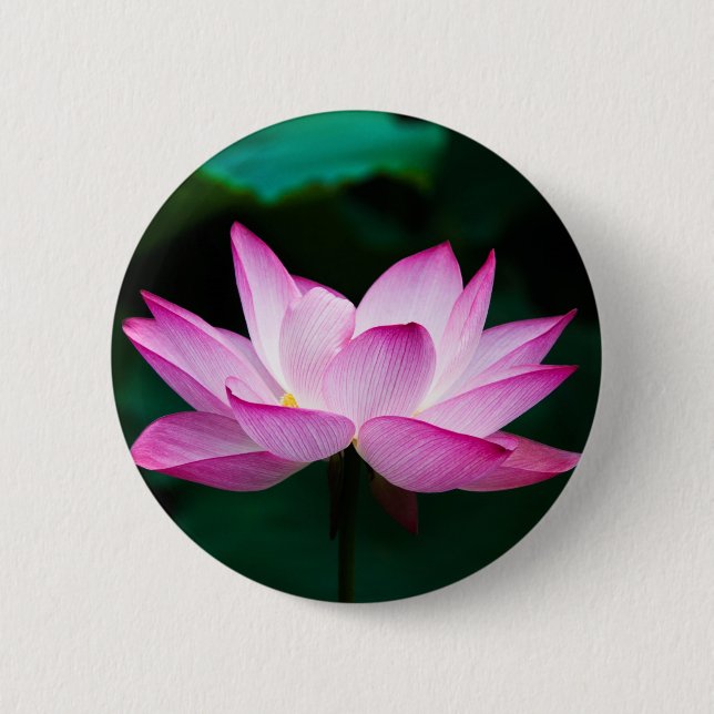 Rosa Lotus Flower Knapp (Framsida)