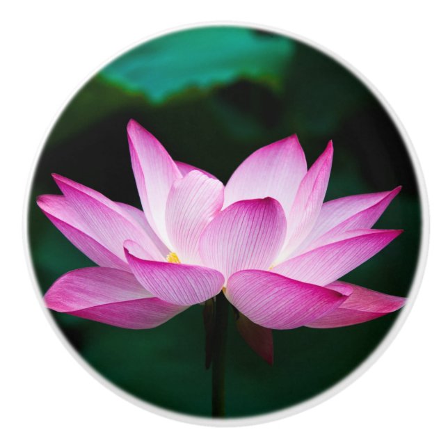 Rosa Lotus Flower Knopp (Framsidan)