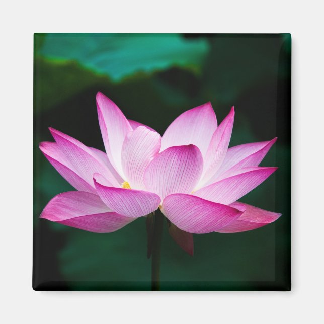 Rosa Lotus Flower Magnet (Framsidan)