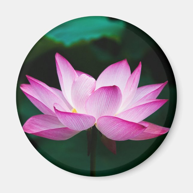 Rosa Lotus Flower Magnet (Framsidan)