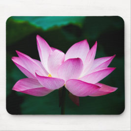 Rosa Lotus Flower Musmatta
