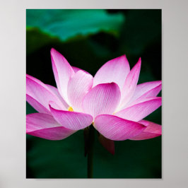 Rosa Lotus Flower Poster