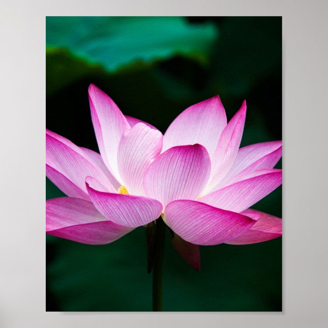Rosa Lotus Flower Poster (Framsidan)