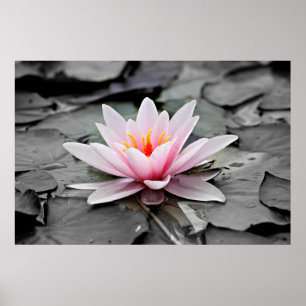 Rosa Lotus Flower Poster