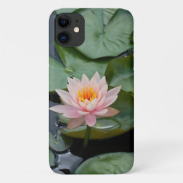 Rosa Lotus Flower Vatten Lily