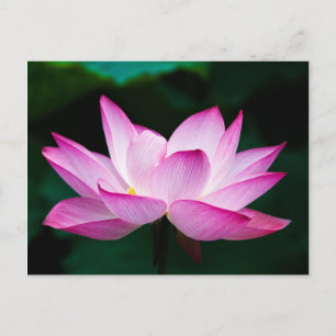 Rosa Lotus Flower Vykort