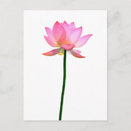 Rosa Lotus Flower Vykort