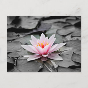 Rosa Lotus Flower Vykort