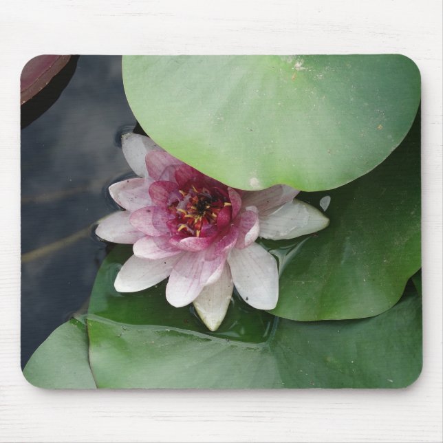 Rosa Lotus Flwower Mousepad Musmatta (Framsidan)