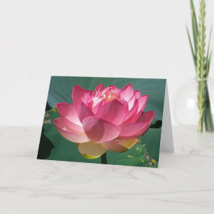 Rosa Lotus - gratulationskort Kort