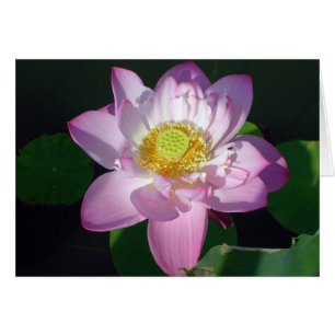 Rosa Lotus Hälsningskort