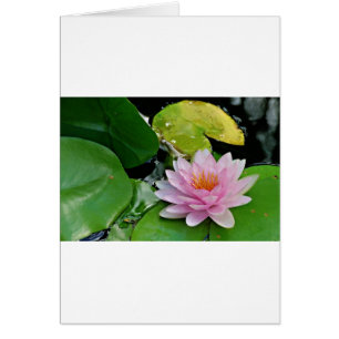 Rosa Lotus Hälsningskort
