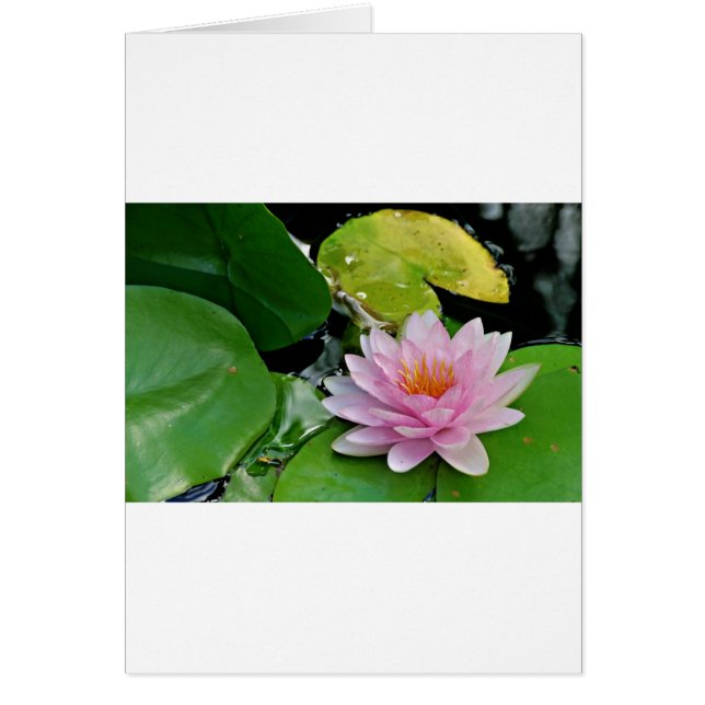 Rosa Lotus Hälsningskort (Framsidan)