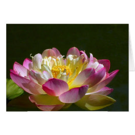 Rosa Lotus Hälsningskort