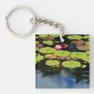 Rosa lotus i Rain