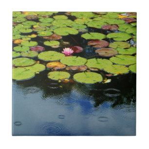 Rosa lotus i Rain Kakelplatta