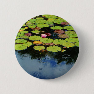 Rosa lotus i Rain Knapp