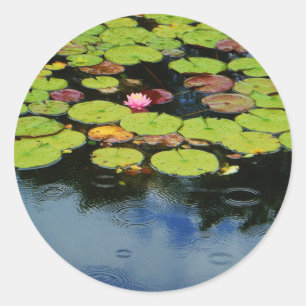 Rosa lotus i Rain Runt Klistermärke