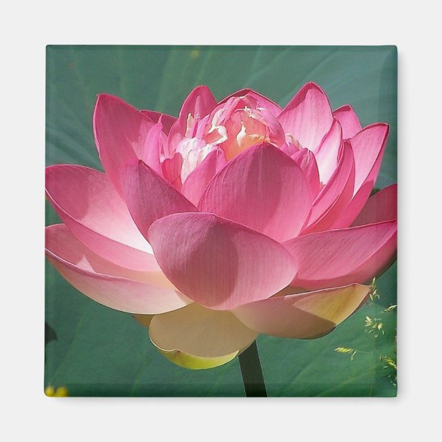 Rosa Lotus - kylmagnet Magnet (Framsidan)
