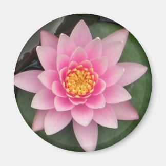 Rosa Lotus Magnet