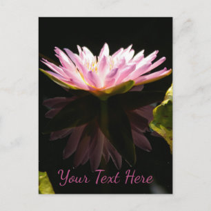 Rosa Lotus Näckros Vykort