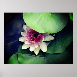 Rosa Lotus Photography Poster