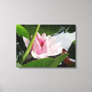 Rosa Lotus Photography Print Canvastryck