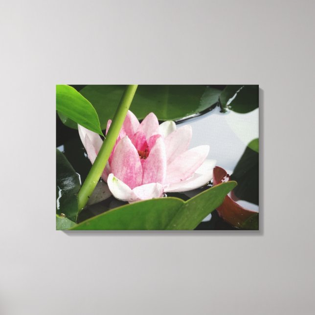 Rosa Lotus Photography Print Canvastryck (Framsida)