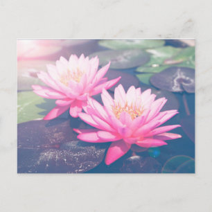 ROSA LOTUS POSTCARD VYKORT
