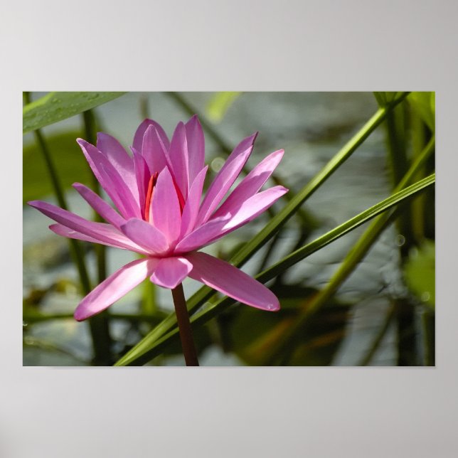 Rosa lotus poster (Framsidan)