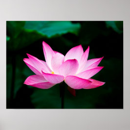 Rosa Lotus Poster