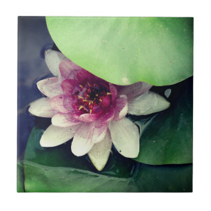 Rosa Lotus Teckning fotopanel Kakelplatta