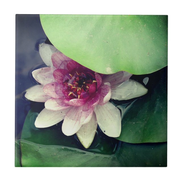 Rosa Lotus Teckning fotopanel Kakelplatta (Framsidan)