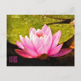 Rosa Lotus Vågrät vykort